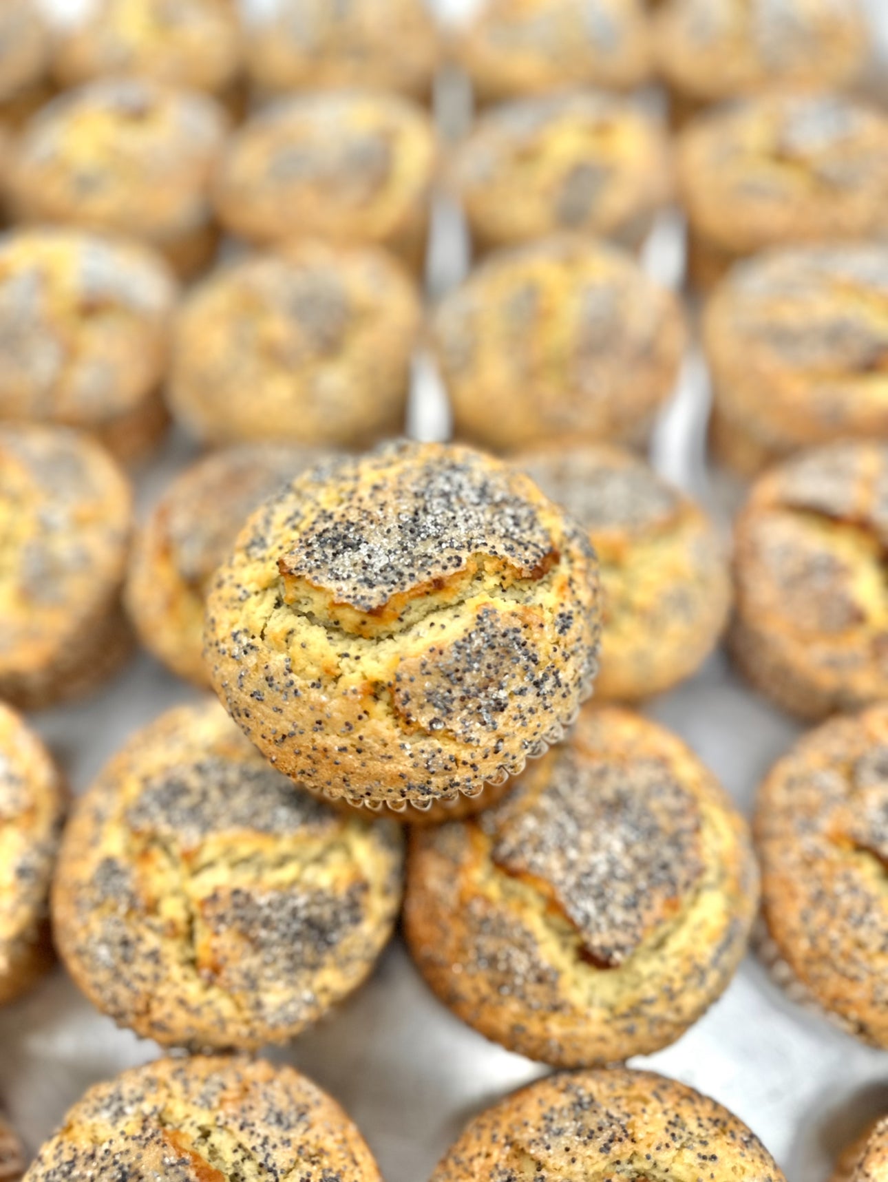 Giant Lemon Poppy Muffin